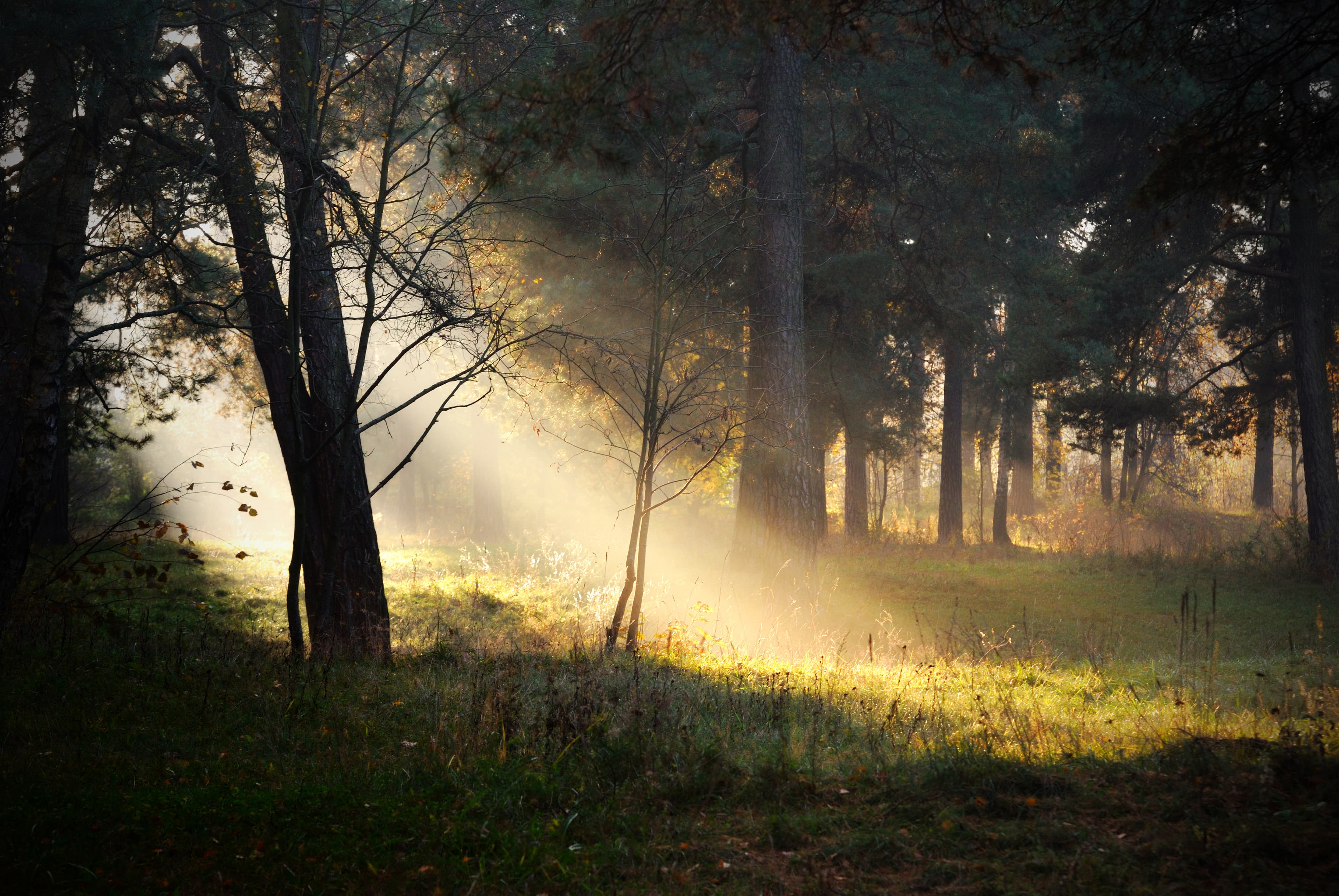 Sunbeams breaking through forest - mindful presence